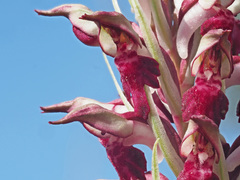 Anacamptis coriophora fragrans