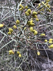 Castela stewartii