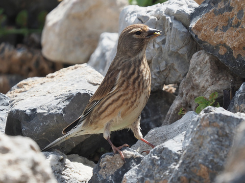 Representative image of Linaria cannabina mediterranea