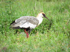 Theristicus caudatus