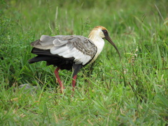 Theristicus caudatus