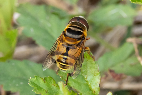 Unknown species found near Vermilion Parish, LA, USA