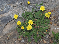 Crepis fraasii
