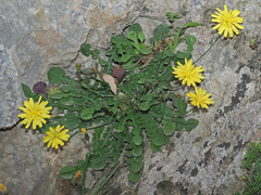 Crepis fraasii