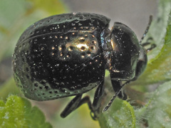 Chrysolina cretica