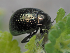 Chrysolina cretica