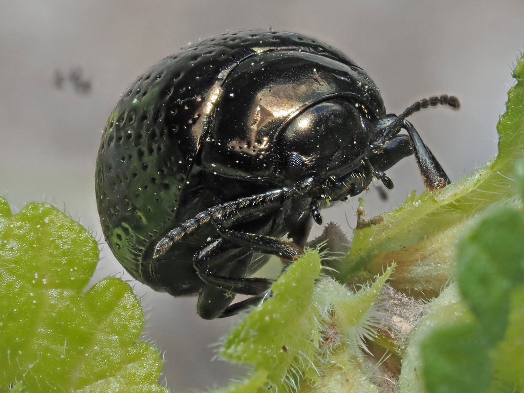 Chrysolina cretica