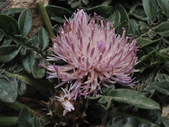 Centaurea raphanina raphanina