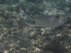 Trachinotus baillonii