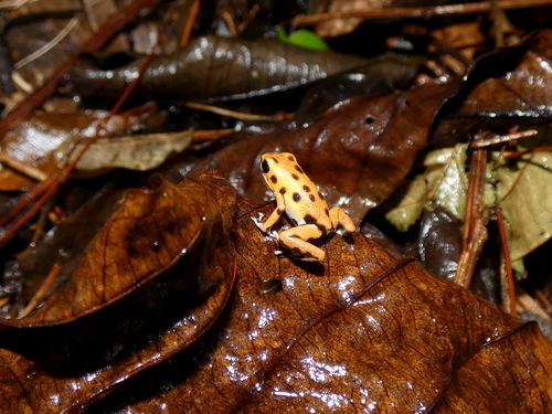 Strawberry Poison Dart Frog (Oophaga pumilio) · iNaturalist