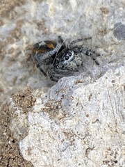 Phidippus phoenix