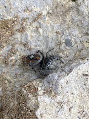 Phidippus phoenix
