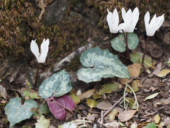 Cyclamen creticum