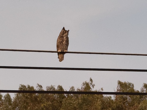 View observation of {o.common_name} on iNaturalist