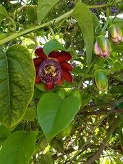 Passiflora alata