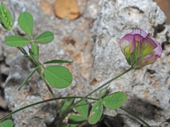 Trifolium grandiflorum