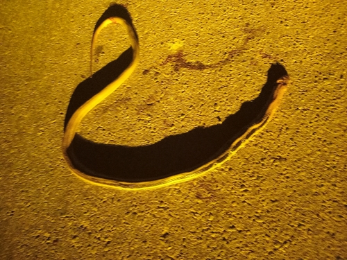Copperhead Rat Snake