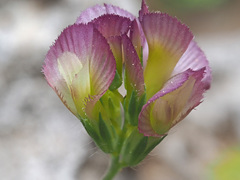 Trifolium grandiflorum