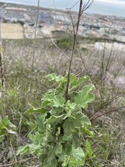Malacothamnus foliosus