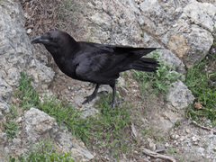 Corvus corax laurencei