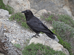 Corvus corax laurencei