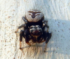 Zenodorus metallescens