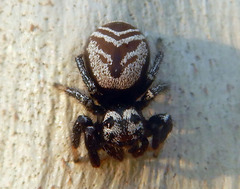 Zenodorus metallescens