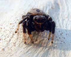 Zenodorus metallescens