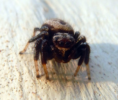 Zenodorus metallescens