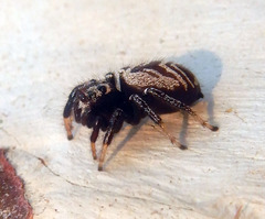 Zenodorus metallescens