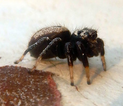 Zenodorus metallescens
