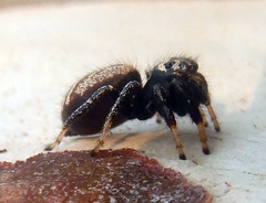 Zenodorus metallescens