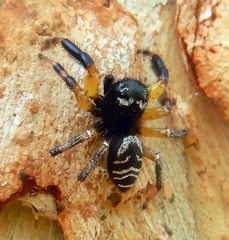Zenodorus metallescens