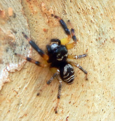 Zenodorus metallescens