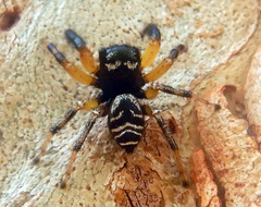 Zenodorus metallescens