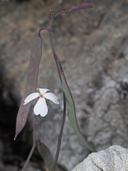 Ricotia cretica