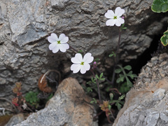 Ricotia cretica