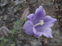 Campanula tubulosa