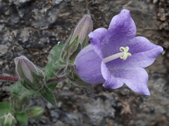 Campanula tubulosa