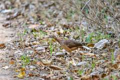 Crypturellus undulatus