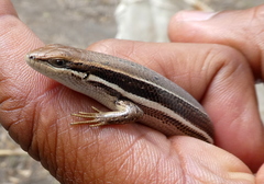 Trachylepis gravenhorstii