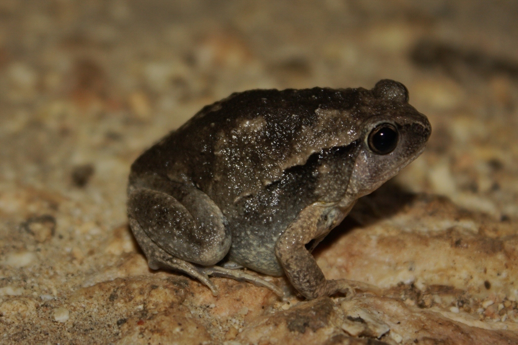 Slender-digit Chorus Frog