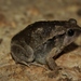 Slender-Digit Chorus Frog - Photo (c) Thomas Brown, some rights reserved (CC BY-NC), uploaded by Thomas Brown