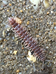 Pseudopolydesmus pinetorum