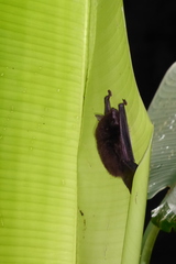 Thyroptera