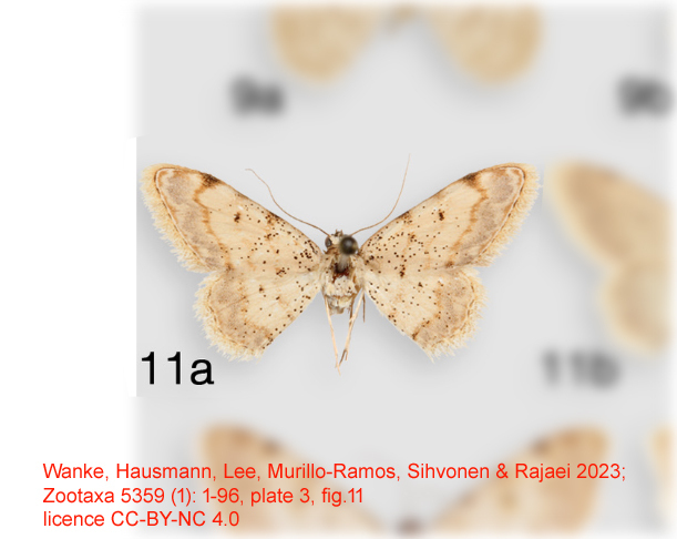 Scopuloides