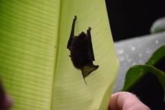 Thyroptera