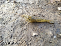 Macrobrachium nipponense