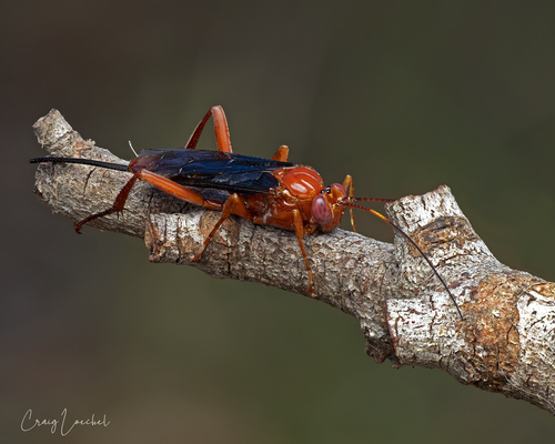 Orchid Dupe Wasp