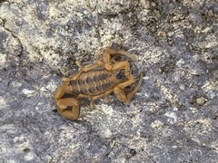 Centruroides exilicauda